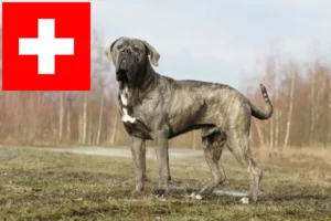 Read more about the article Cane corso włoski hodowcy i szczenięta w Szwajcaria