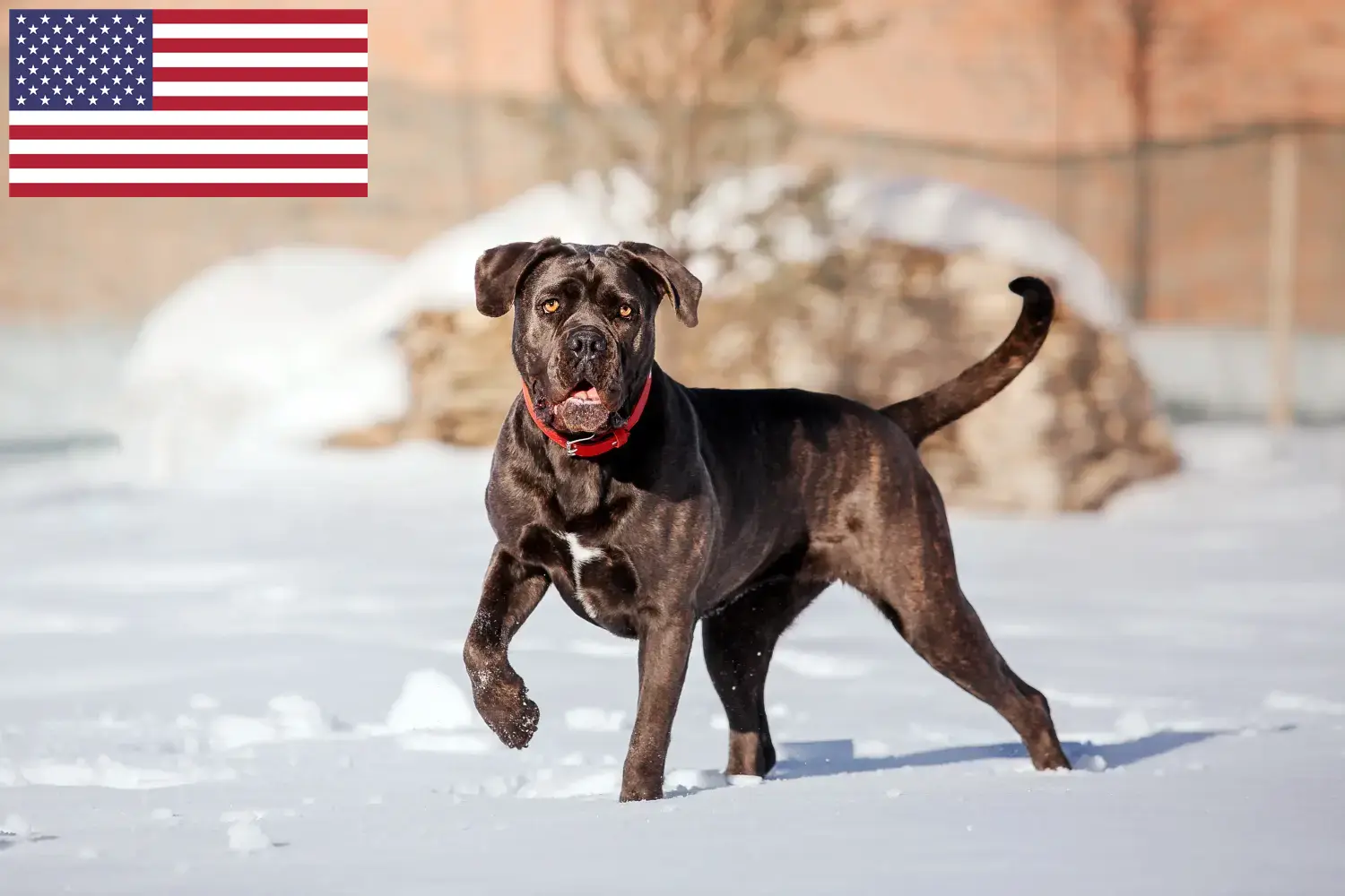 Read more about the article Cane corso włoski hodowcy i szczenięta w USA