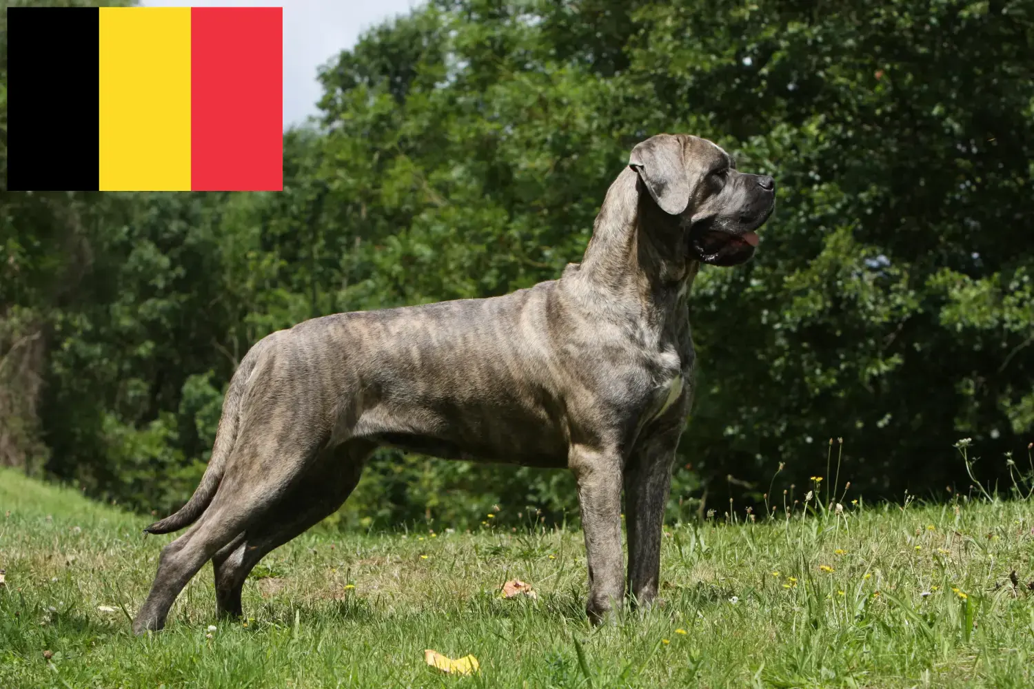 Read more about the article Cane corso włoski hodowcy i szczenięta w Belgia