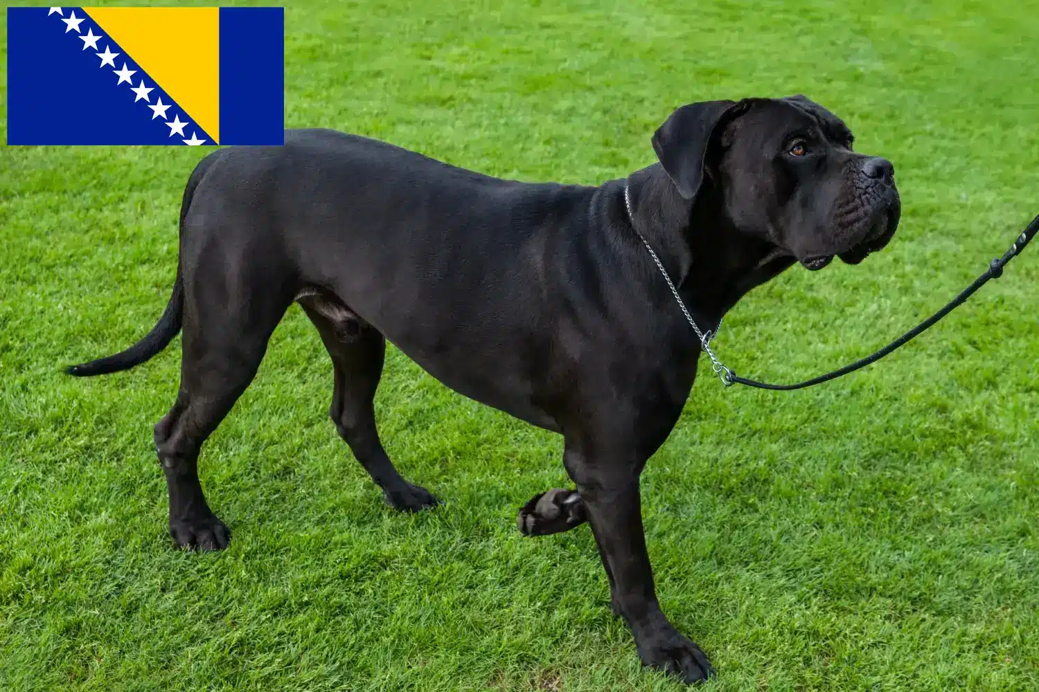 Read more about the article Cane corso włoski hodowcy i szczenięta w Bośnia i Hercegowina