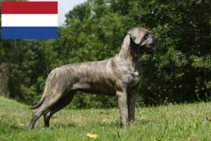 Read more about the article Cane corso włoski hodowcy i szczenięta w Holandia