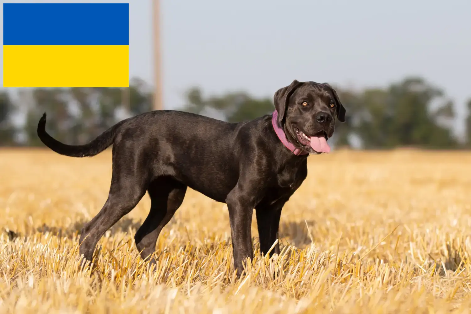 Read more about the article Cane corso włoski hodowcy i szczenięta w Ukraina