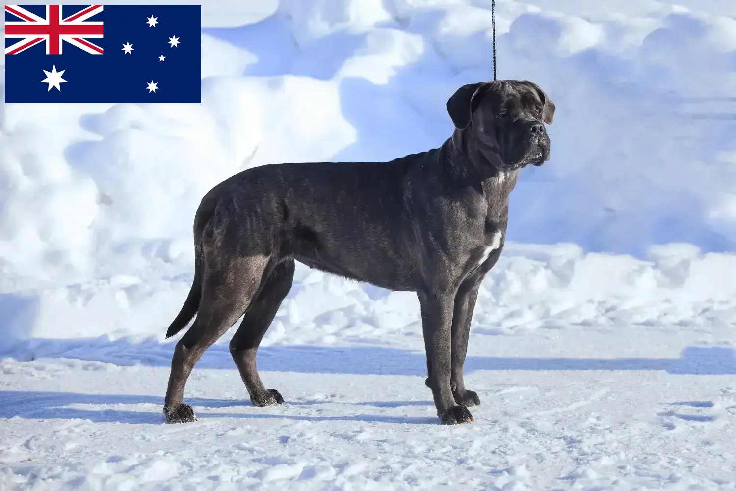 Read more about the article Cane corso włoski hodowcy i szczenięta w Australia