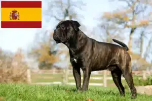 Read more about the article Cane corso włoski hodowcy i szczenięta w Hiszpania