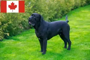 Read more about the article Cane corso włoski hodowcy i szczenięta w Kanada