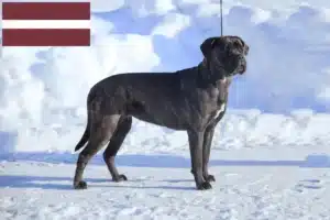 Read more about the article Cane corso włoski hodowcy i szczenięta w Łotwa