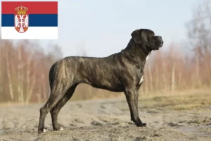 Read more about the article Cane corso włoski hodowcy i szczenięta w Serbia