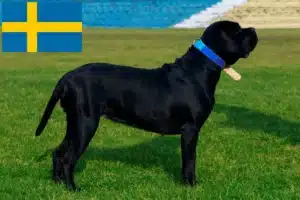 Read more about the article Cane corso włoski hodowcy i szczenięta w Szwecja