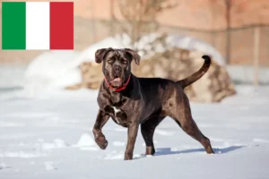 Read more about the article Cane corso włoski hodowcy i szczenięta w Włochy