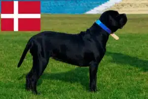 Read more about the article Cane corso włoski hodowcy i szczenięta w Dania