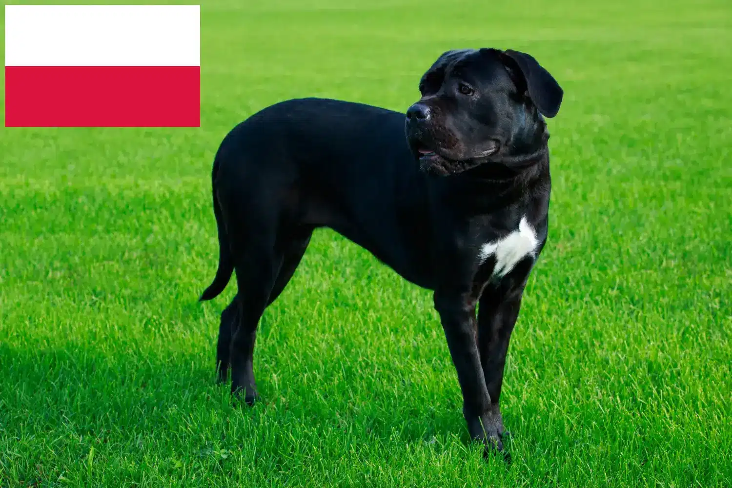 Read more about the article Cane corso włoski hodowcy i szczenięta w Polska