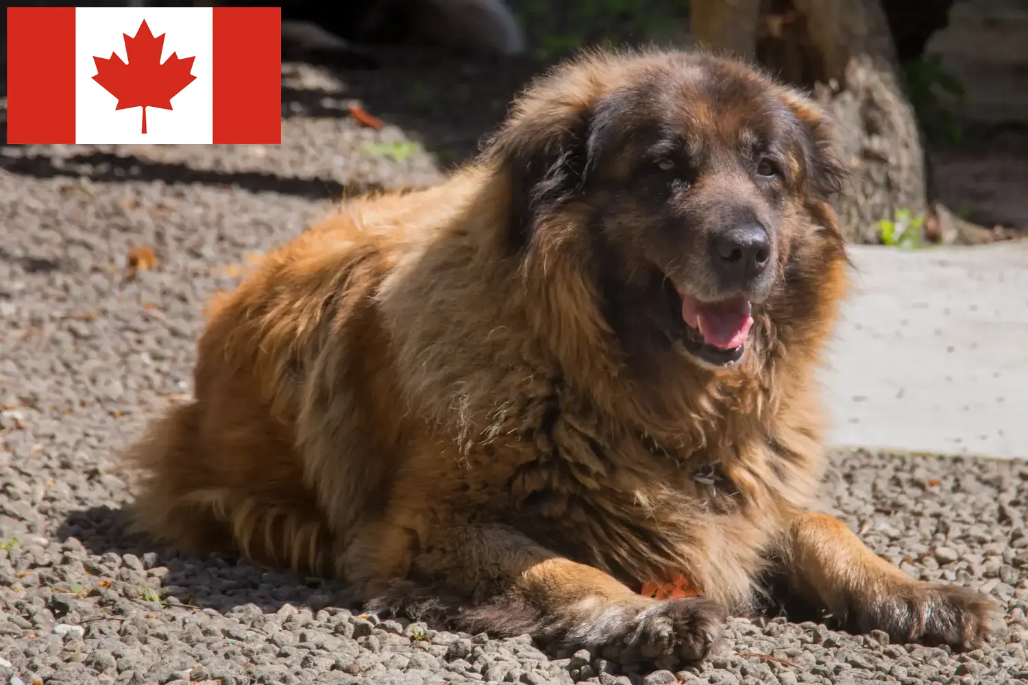 Read more about the article Cão Da Serra Da Estrela hodowcy i szczenięta w Kanada