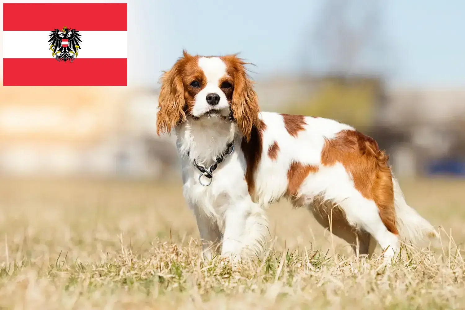 Read more about the article Hodowcy i szczenięta Cavalier King Charles Spaniel w Austria