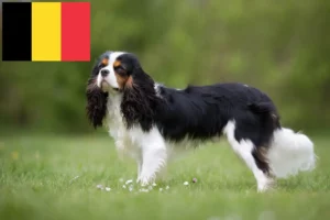 Read more about the article Hodowcy i szczenięta Cavalier King Charles Spaniel w Belgia