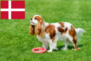 Read more about the article Hodowcy i szczenięta Cavalier King Charles Spaniel w Dania