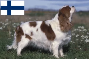 Read more about the article Hodowcy i szczenięta Cavalier King Charles Spaniel w Finlandia