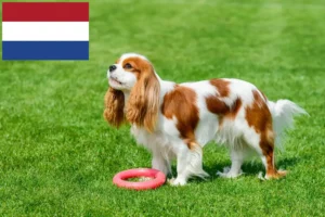 Read more about the article Hodowcy i szczenięta Cavalier King Charles Spaniel w Holandia