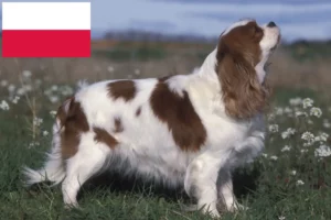 Read more about the article Hodowcy i szczenięta Cavalier King Charles Spaniel w Polska