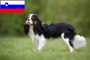 Read more about the article Hodowcy i szczenięta Cavalier King Charles Spaniel w Słowenia