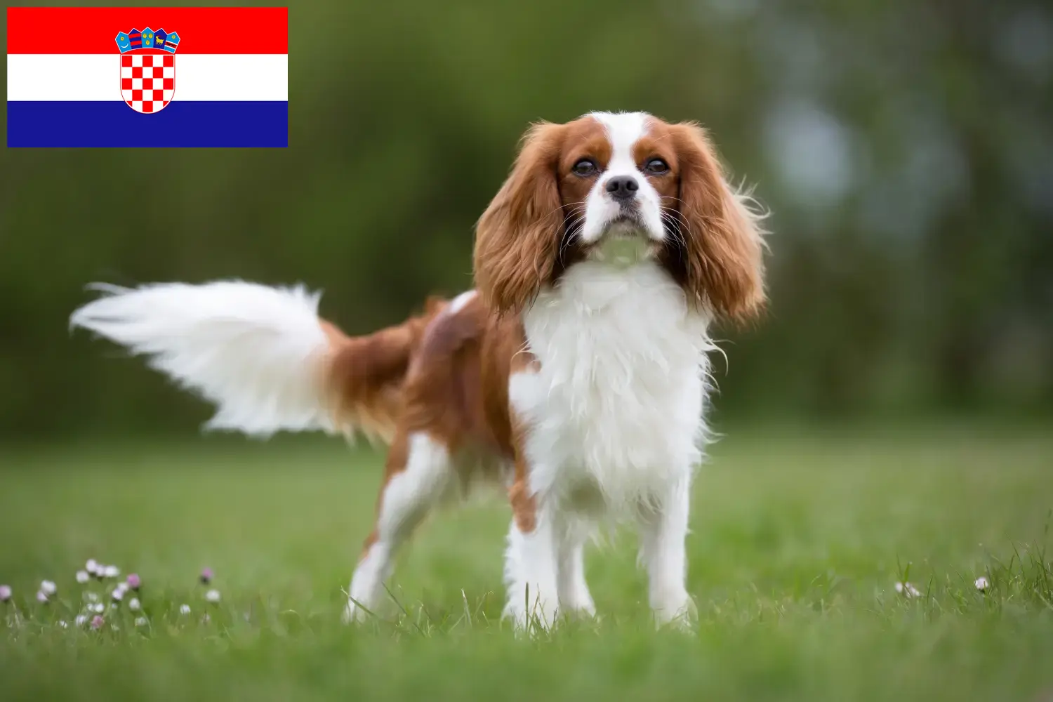 Read more about the article Hodowcy i szczenięta Cavalier King Charles Spaniel w Chorwacja