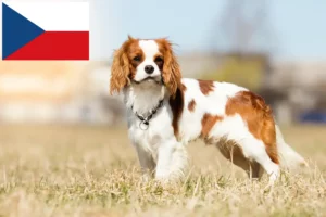 Read more about the article Hodowcy i szczenięta Cavalier King Charles Spaniel w Czechy