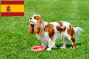 Read more about the article Hodowcy i szczenięta Cavalier King Charles Spaniel w Hiszpania