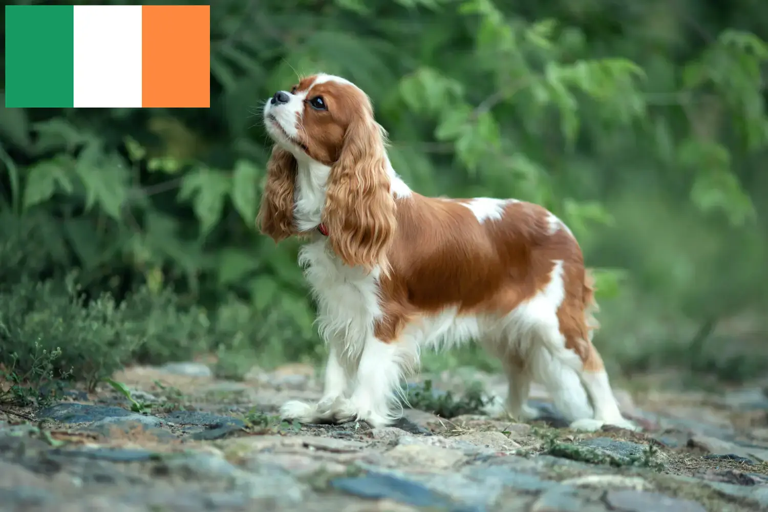 Read more about the article Hodowcy i szczenięta Cavalier King Charles Spaniel w Irlandia