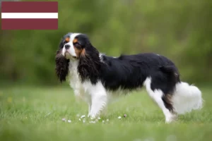 Read more about the article Hodowcy i szczenięta Cavalier King Charles Spaniel w Łotwa