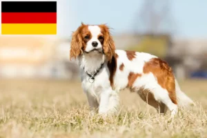 Read more about the article Hodowcy i szczenięta Cavalier King Charles Spaniel w Niemcy