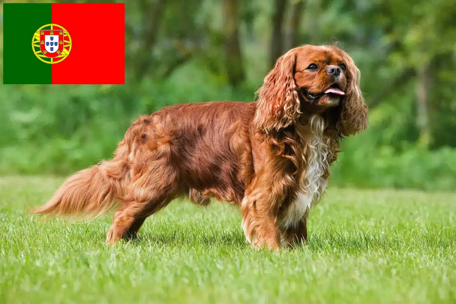 Read more about the article Hodowcy i szczenięta Cavalier King Charles Spaniel w Portugalia