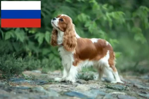 Read more about the article Hodowcy i szczenięta Cavalier King Charles Spaniel w Rosja