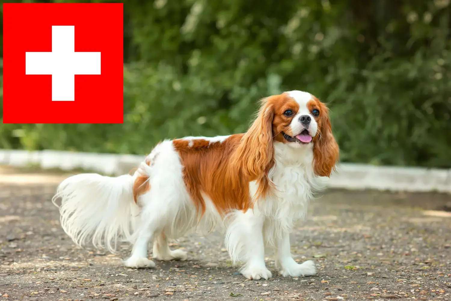 Read more about the article Hodowcy i szczenięta Cavalier King Charles Spaniel w Szwajcaria