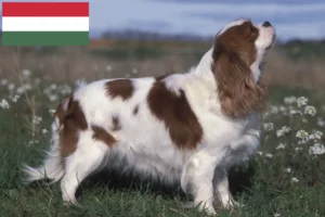 Read more about the article Hodowcy i szczenięta Cavalier King Charles Spaniel w Węgry