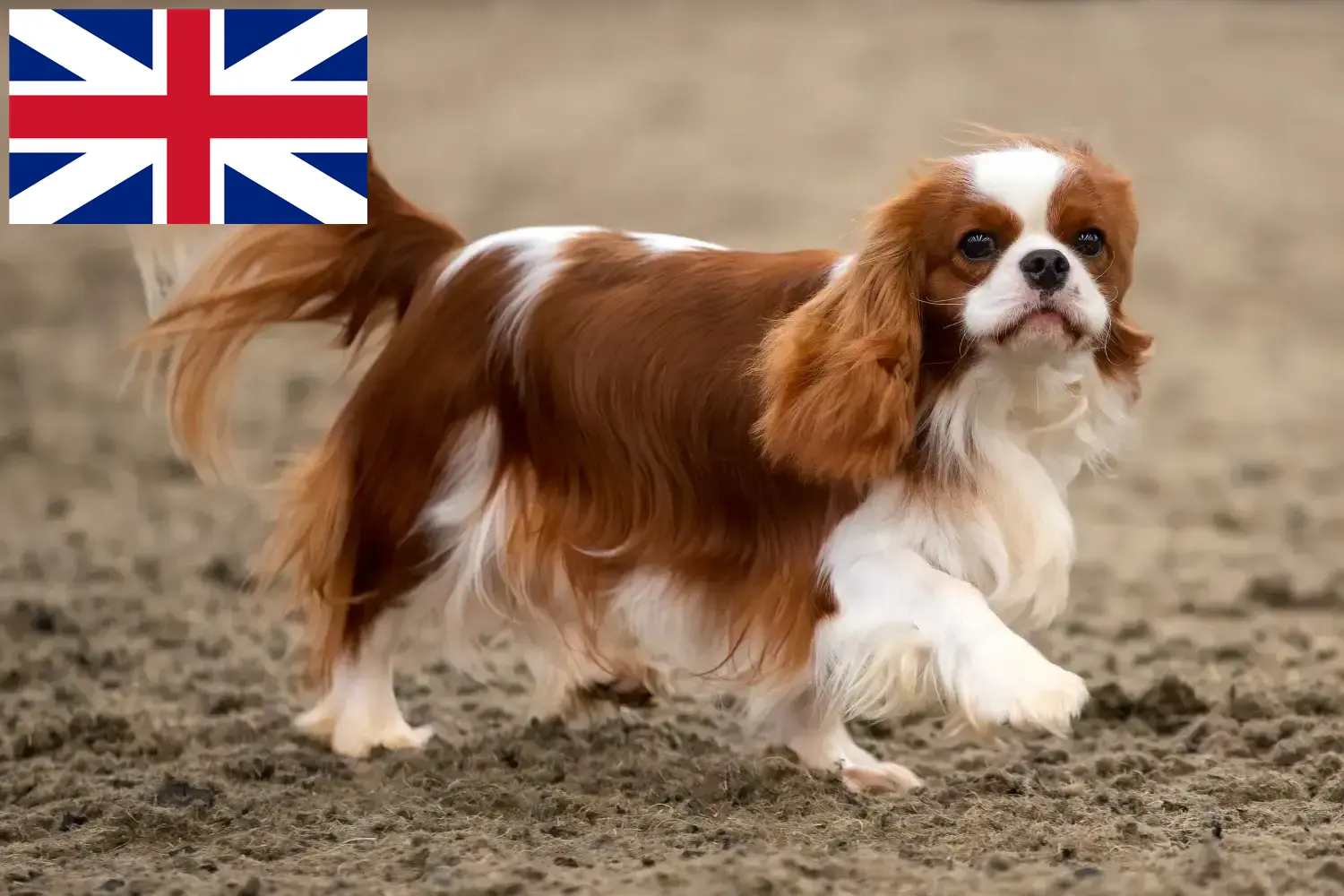 Read more about the article Hodowcy i szczenięta Cavalier King Charles Spaniel w Wielka Brytania