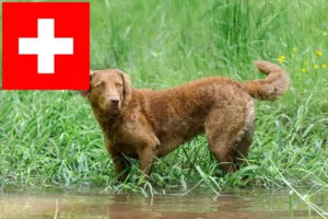 Read more about the article Hodowcy i szczenięta Chesapeake Bay Retriever w Szwajcaria