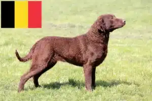 Read more about the article Hodowcy i szczenięta Chesapeake Bay Retriever w Belgia