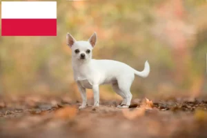 Read more about the article Hodowcy i szczenięta chihuahua w Polska