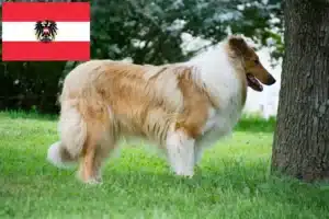 Read more about the article Hodowcy i szczenięta Collie w Austria