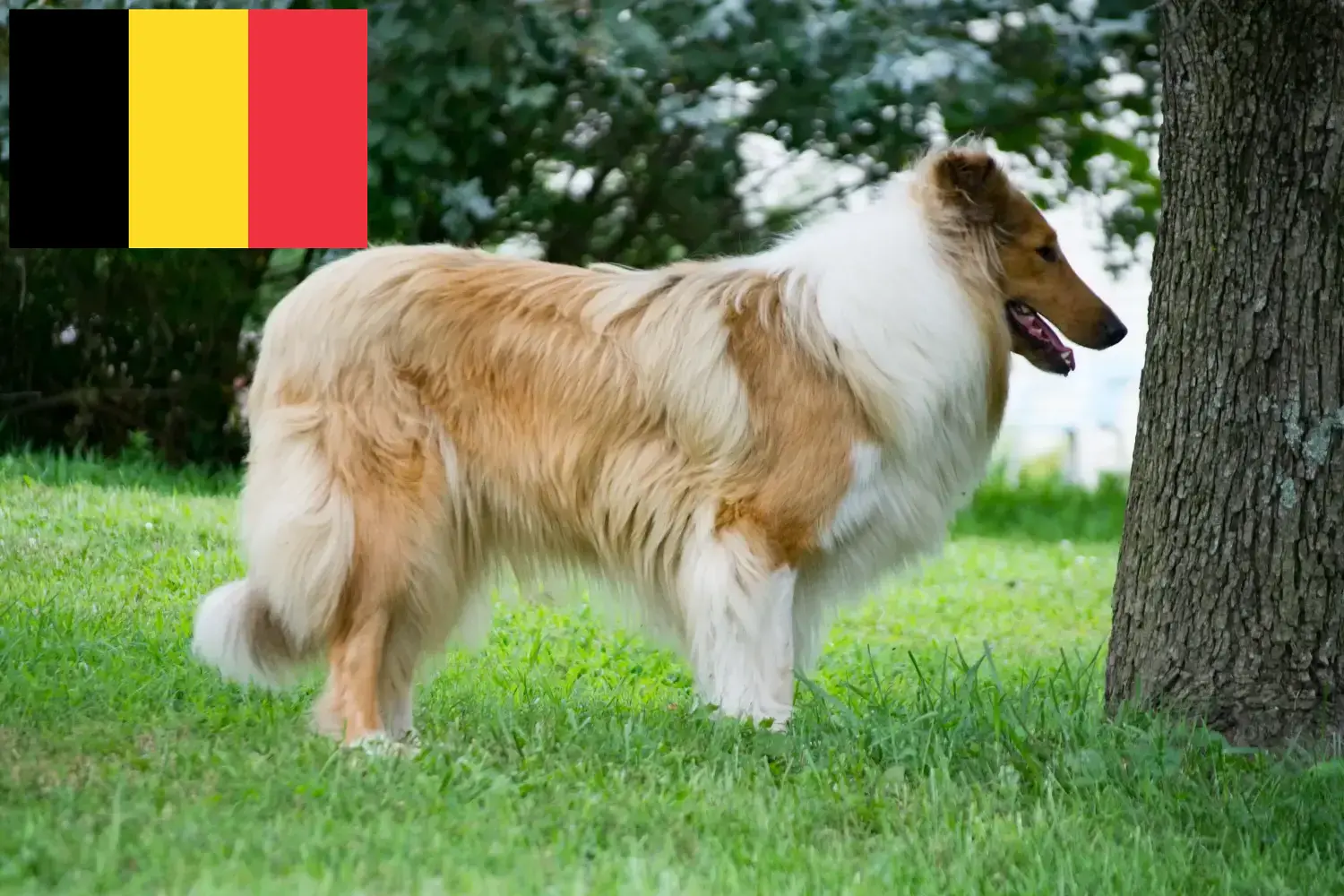 Read more about the article Hodowcy i szczenięta Collie w Belgia