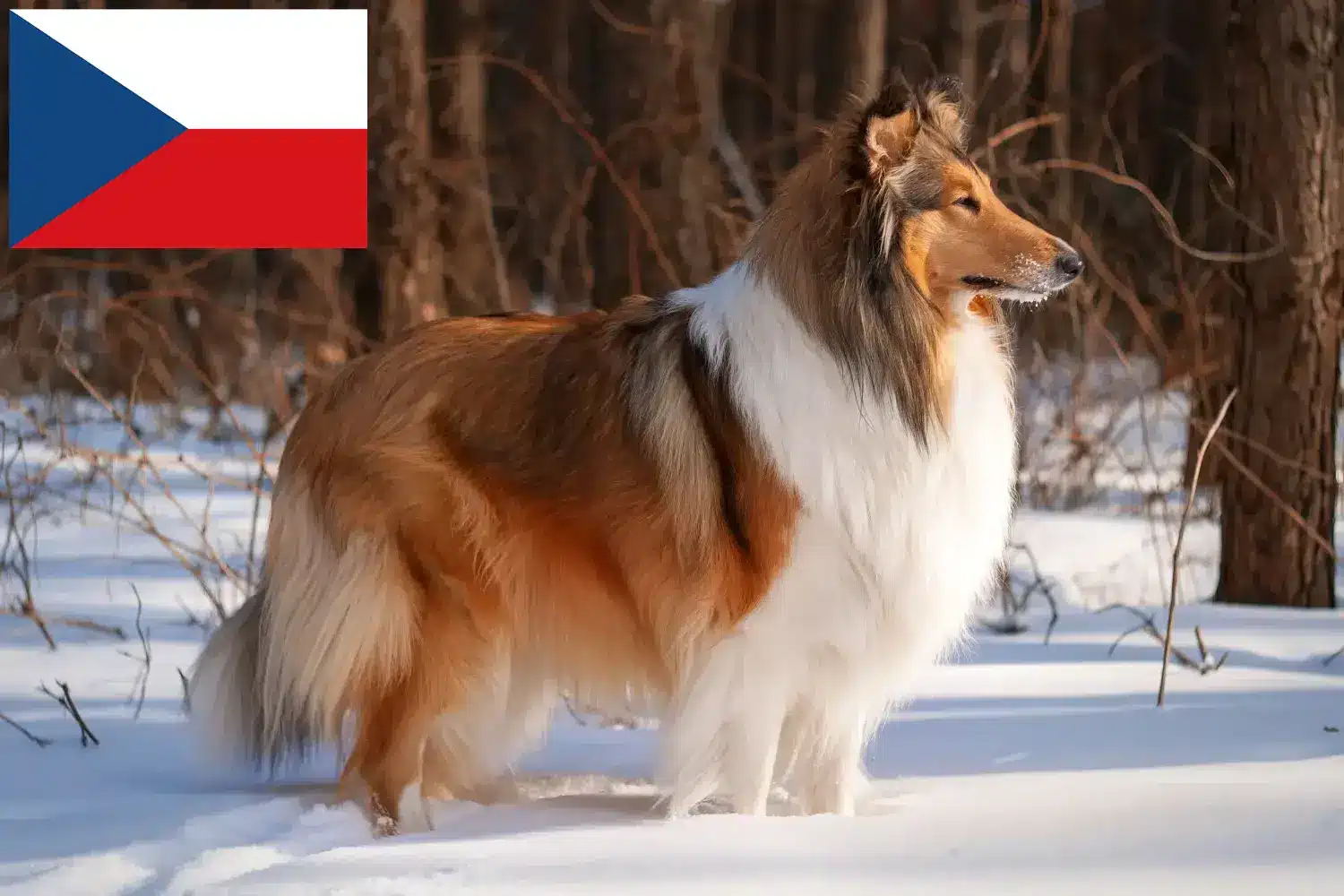 Read more about the article Hodowcy rasy Collie i szczenięta w Czechy