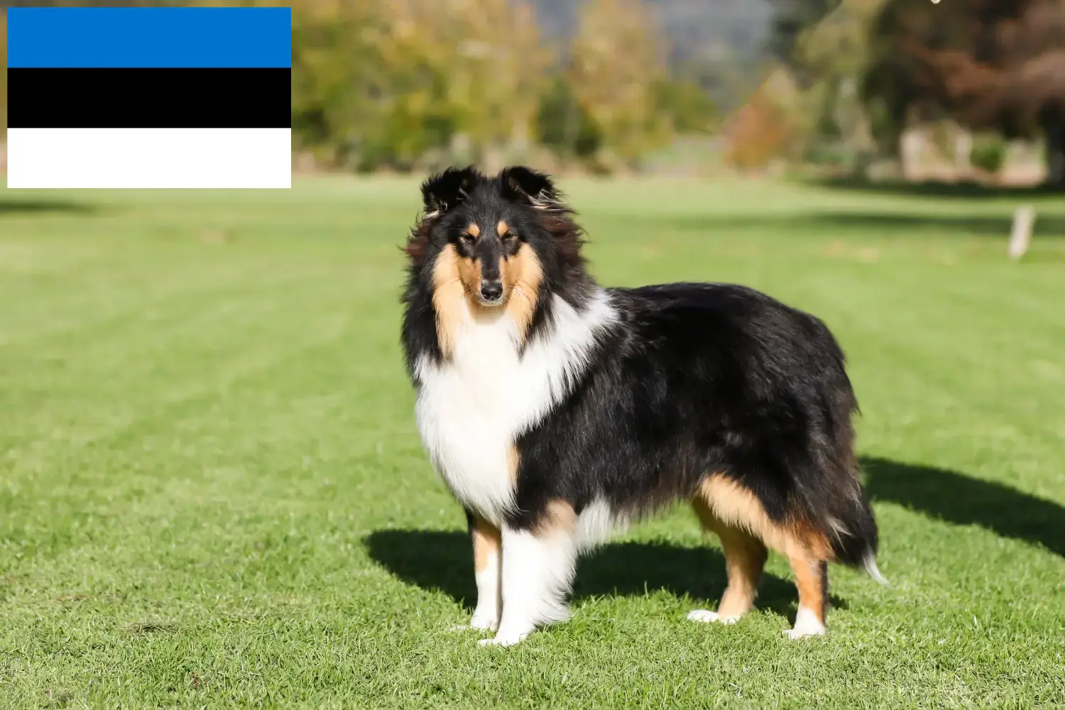 Read more about the article Hodowcy i szczenięta Collie w Estonia