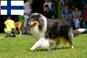 Read more about the article Hodowcy i szczenięta Collie w Finlandia