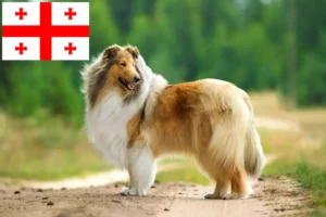 Read more about the article Hodowcy i szczenięta Collie w Georgia