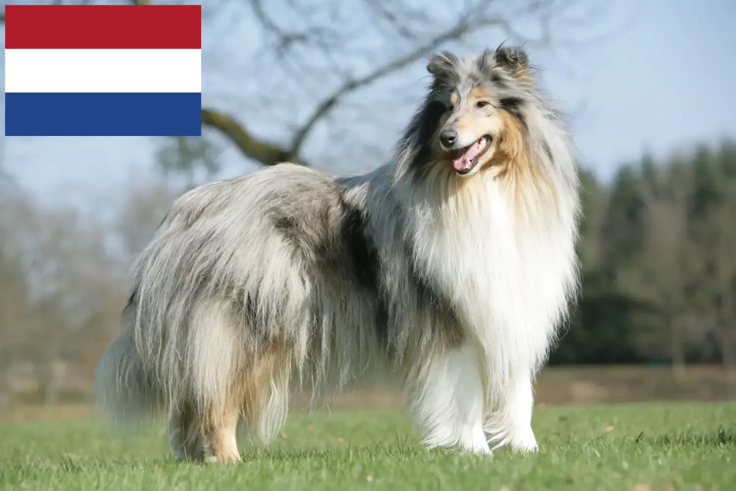 Read more about the article Hodowcy i szczenięta rasy Collie w Holandia