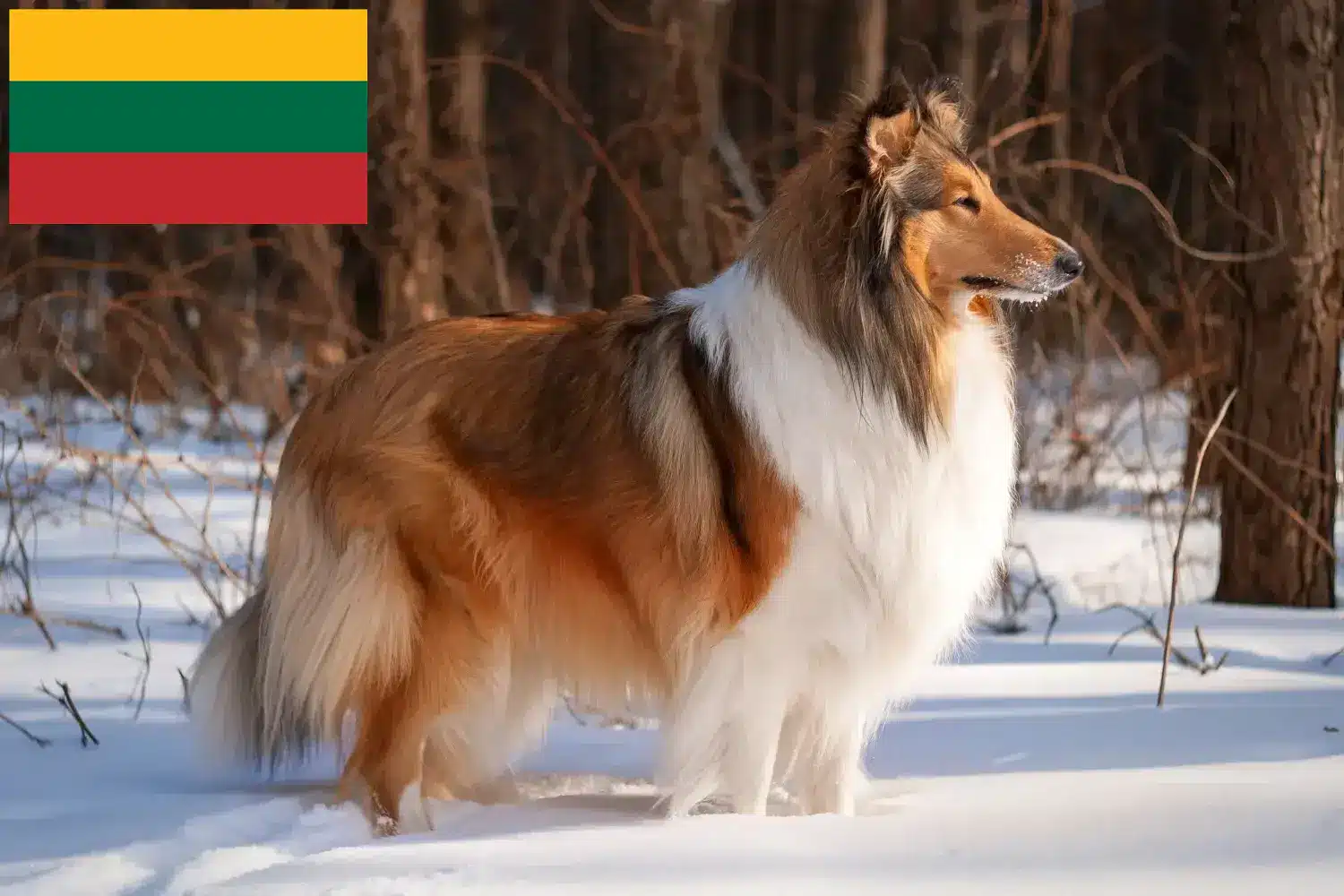 Read more about the article Hodowcy i szczenięta Collie w Litwa