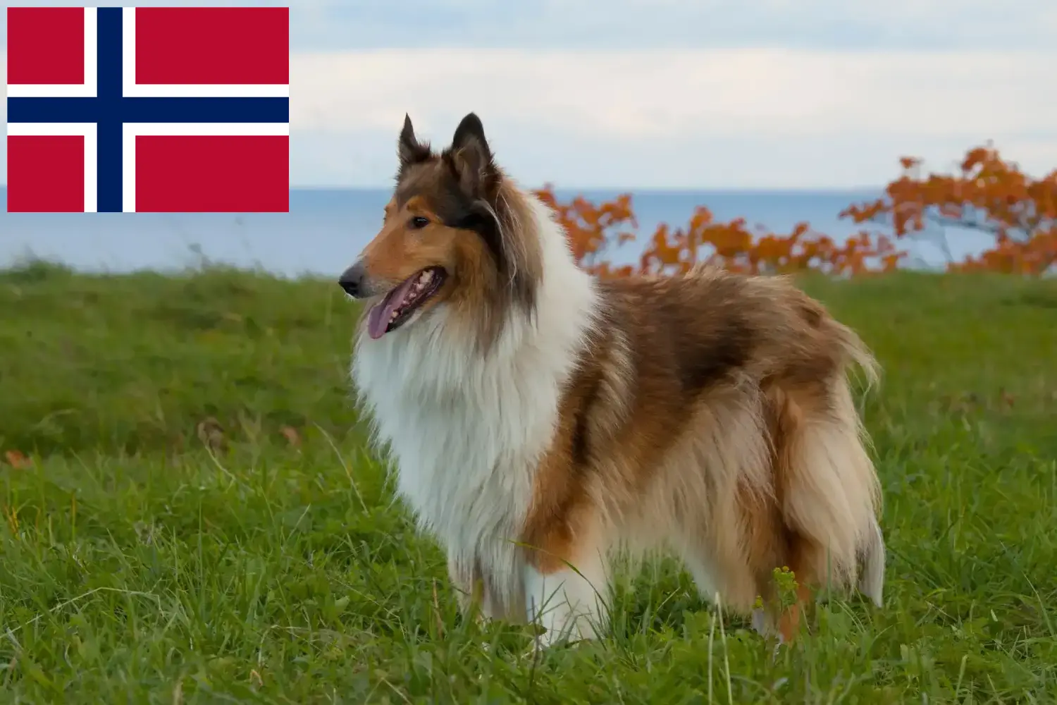 Read more about the article Hodowcy i szczenięta Collie w Norwegia