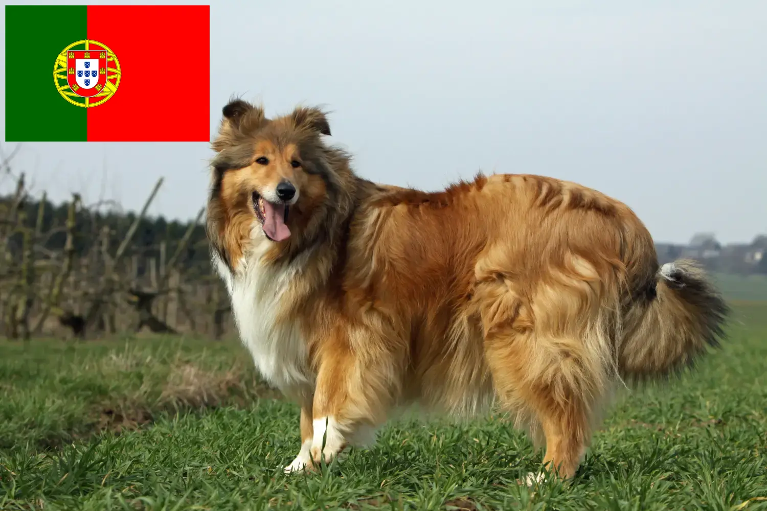 Read more about the article Hodowcy i szczenięta Collie w Portugalia