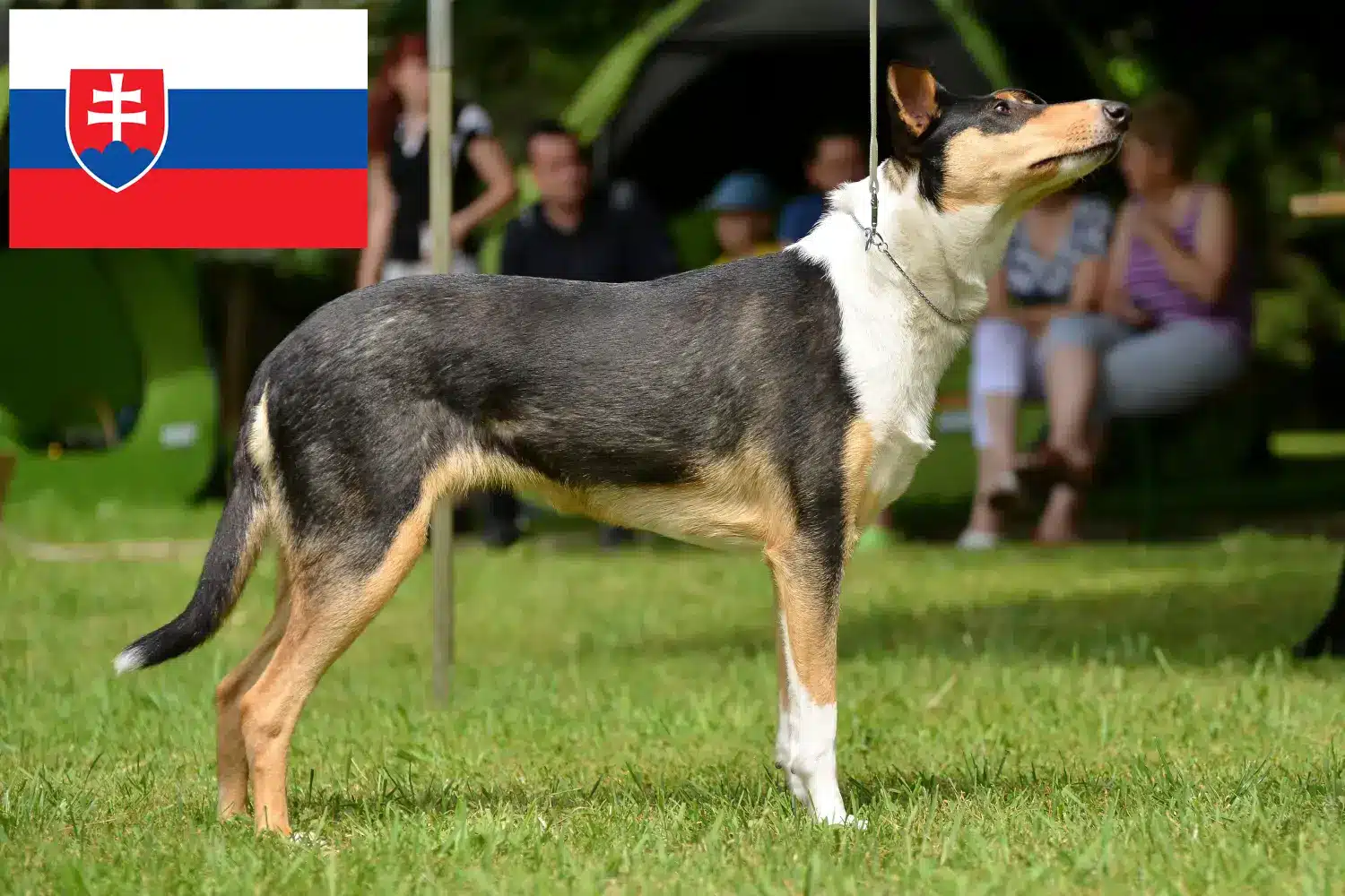 Read more about the article Hodowcy i szczenięta Collie w Słowacja