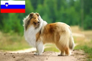 Read more about the article Hodowcy i szczenięta Collie w Słowenia