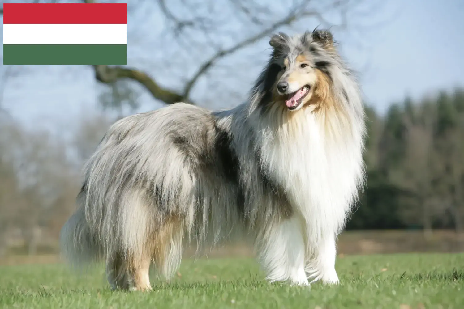 Read more about the article Hodowcy i szczenięta Collie w Węgry